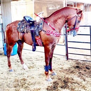 Meet your Posher, Armando